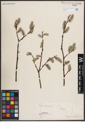 Foto von Salix caprea L.